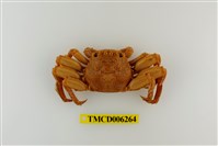 藏品(鱗形斜紋蟹)的圖片